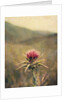 Thistle #2 by Jennifer Kennard