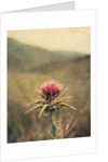Thistle #2 by Jennifer Kennard