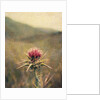 Thistle #2 by Jennifer Kennard