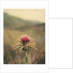 Thistle #2 by Jennifer Kennard