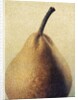 D'Anjou Pear by Jennifer Kennard