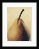 D'Anjou Pear by Jennifer Kennard