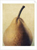 D'Anjou Pear by Jennifer Kennard