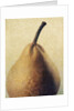 D'Anjou Pear by Jennifer Kennard