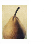 D'Anjou Pear by Jennifer Kennard