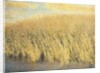 Beach Grass by Jennifer Kennard