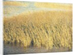 Beach Grass by Jennifer Kennard