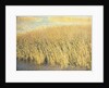 Beach Grass by Jennifer Kennard