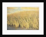 Beach Grass by Jennifer Kennard