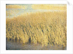 Beach Grass by Jennifer Kennard