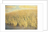 Beach Grass by Jennifer Kennard