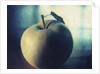 Green Apple by Jennifer Kennard