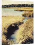 Cape Cod Tidelands by Jennifer Kennard