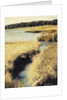 Cape Cod Tidelands by Jennifer Kennard
