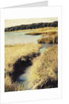 Cape Cod Tidelands by Jennifer Kennard