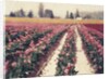 Skagit Valley Tulips by Jennifer Kennard