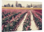 Skagit Valley Tulips by Jennifer Kennard