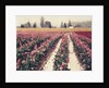 Skagit Valley Tulips by Jennifer Kennard