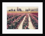 Skagit Valley Tulips by Jennifer Kennard