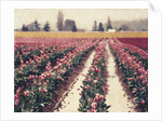 Skagit Valley Tulips by Jennifer Kennard