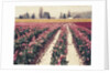 Skagit Valley Tulips by Jennifer Kennard