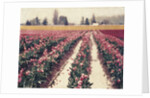 Skagit Valley Tulips by Jennifer Kennard