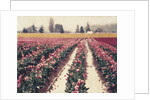 Skagit Valley Tulips by Jennifer Kennard