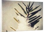 Evergreen Bough in Snow by Jennifer Kennard