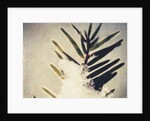 Evergreen Bough in Snow by Jennifer Kennard