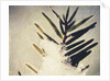Evergreen Bough in Snow by Jennifer Kennard