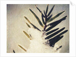 Evergreen Bough in Snow by Jennifer Kennard