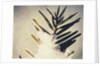 Evergreen Bough in Snow by Jennifer Kennard