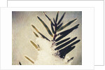 Evergreen Bough in Snow by Jennifer Kennard