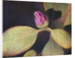Rhododendron Bud by Jennifer Kennard