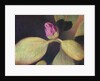 Rhododendron Bud by Jennifer Kennard