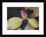 Rhododendron Bud by Jennifer Kennard