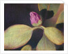 Rhododendron Bud by Jennifer Kennard