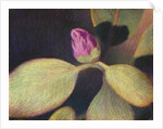 Rhododendron Bud by Jennifer Kennard