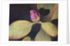 Rhododendron Bud by Jennifer Kennard