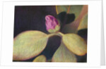 Rhododendron Bud by Jennifer Kennard