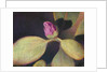 Rhododendron Bud by Jennifer Kennard