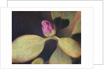 Rhododendron Bud by Jennifer Kennard