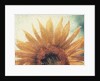 Sunflower by Jennifer Kennard