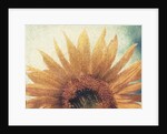 Sunflower by Jennifer Kennard