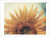 Sunflower by Jennifer Kennard