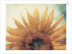 Sunflower by Jennifer Kennard