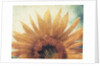 Sunflower by Jennifer Kennard