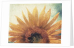 Sunflower by Jennifer Kennard