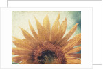 Sunflower by Jennifer Kennard
