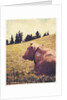 Alpine Cow #2 by Jennifer Kennard